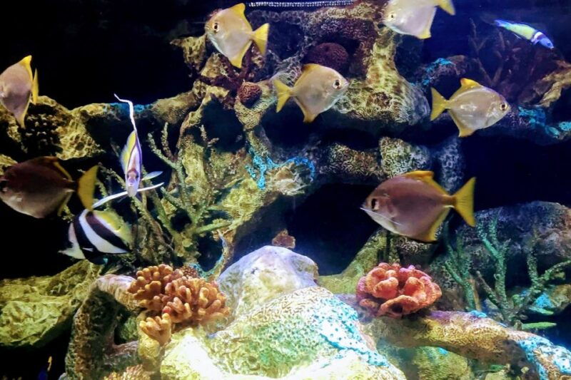 temaiken-biopark-entry-tickets