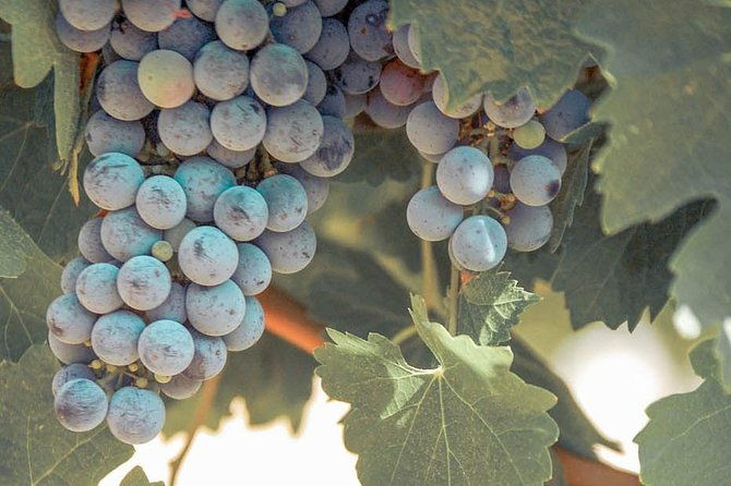 temecula-valley-afternoon-wine-tour-with-tastings-and-cheeseboard