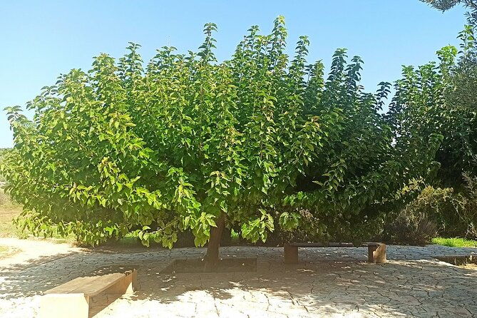 temple-of-artemis-temple-of-poseidon-and-athens-riviera-private