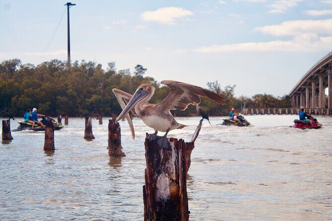 Ten Thousand Island Jet Ski Eco Tour - Marco Island - Final Thoughts