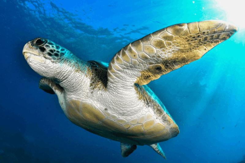 tenerife-2-dive-private-scuba-discovery-course
