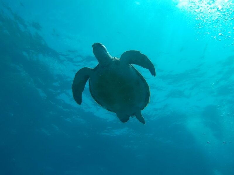 tenerife-2-diving-sessions-for-certified-divers