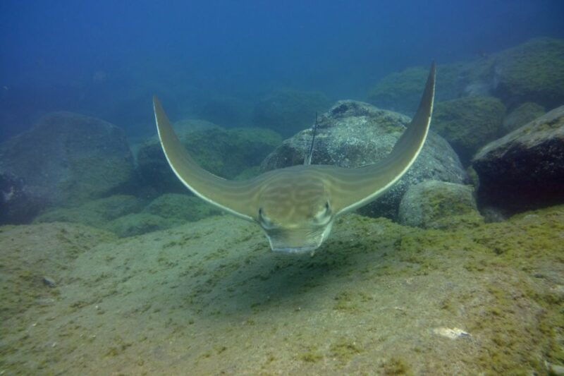 tenerife-2-diving-sessions-for-certified-divers