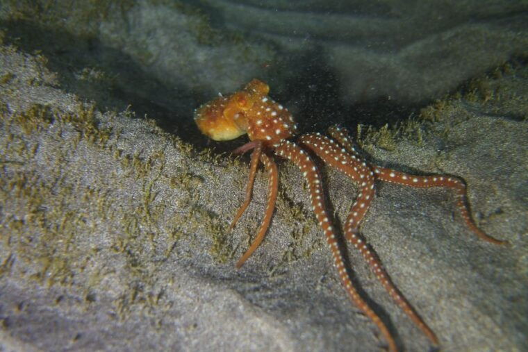 tenerife-2-diving-sessions-for-certified-divers