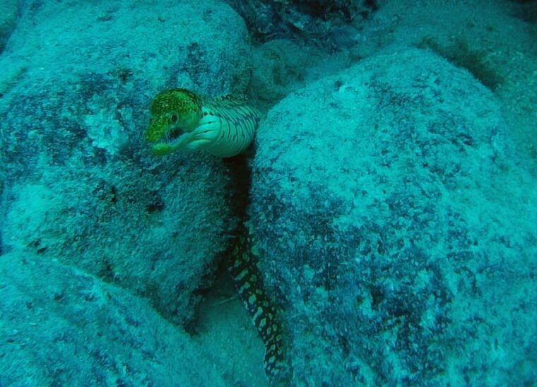 tenerife-2-diving-sessions-for-certified-divers