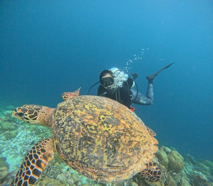 tenerife-2-guided-dives-for-certified-divers-half-day