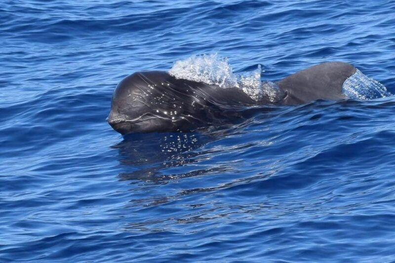 tenerife-3-6-hour-private-whale-dolphin-watching