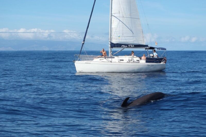 tenerife-3-6-hour-private-whale-dolphin-watching