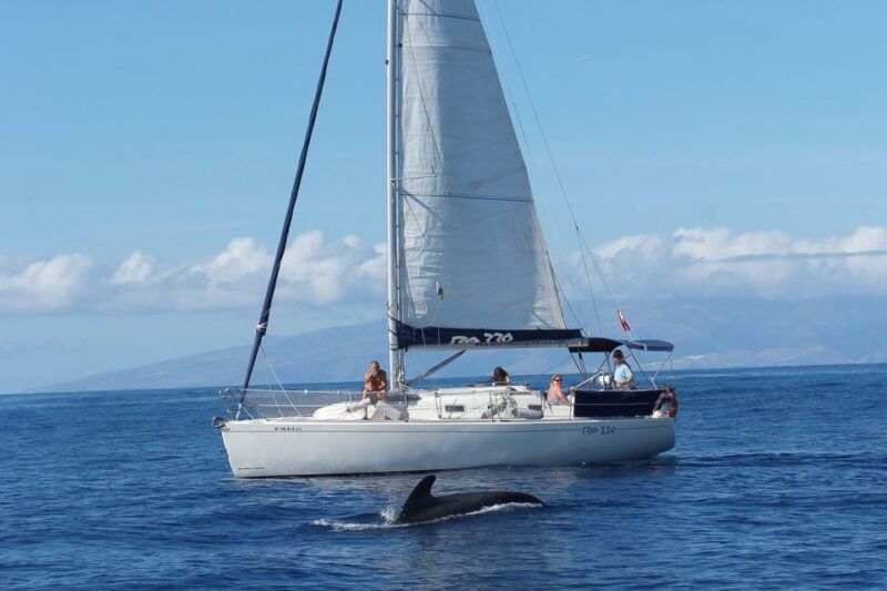 tenerife-3-6-hour-private-whale-dolphin-watching