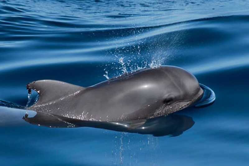 tenerife-3-6-hour-private-whale-dolphin-watching