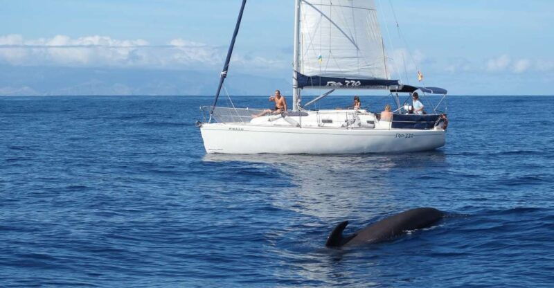 tenerife-3-6-hour-private-whale-dolphin-watching