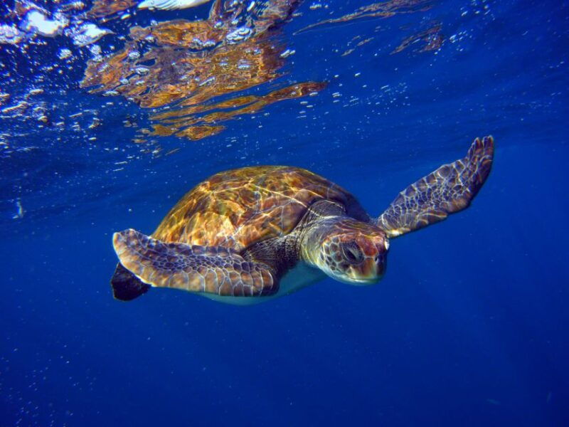 tenerife-3-day-open-water-scuba-diver-course