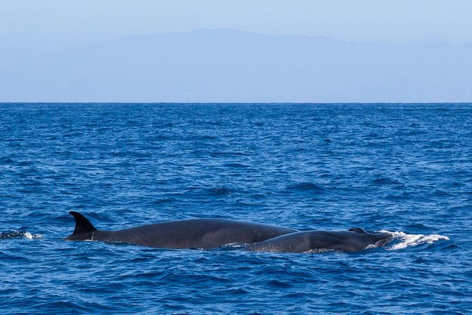 tenerife-3-hour-discover-whales-and-dolphins