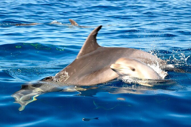 tenerife-3-hour-discover-whales-and-dolphins