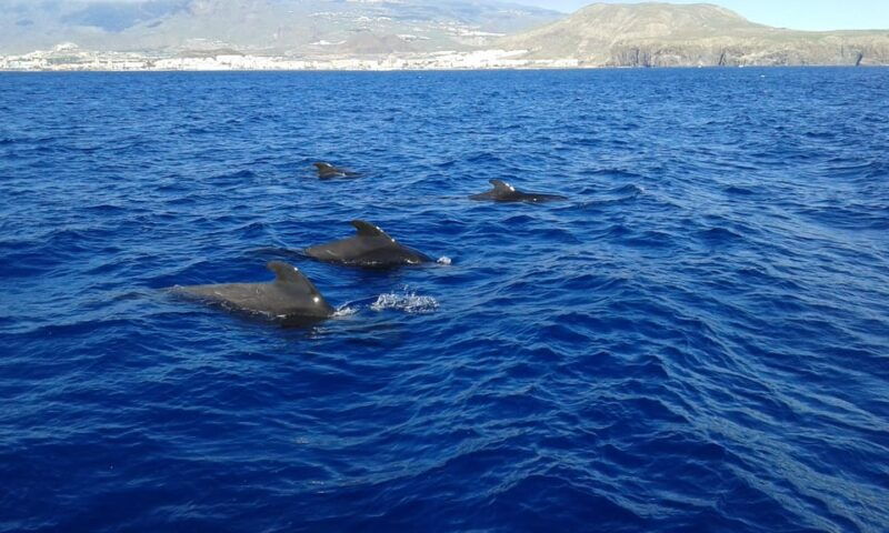 tenerife-5-hour-whales-and-dolphins-tour