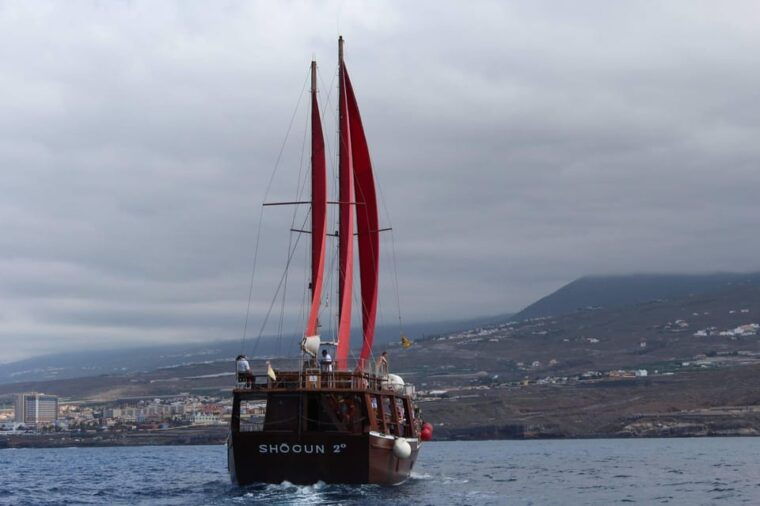tenerife-5-hour-whales-and-dolphins-tour