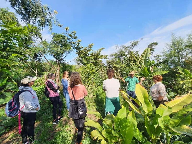 Tenerife: A tour in a food forest and a vanilla cultivation - Discovering Tenerife’s Hidden Agricultural Treasure: Vanilla and Food Forests