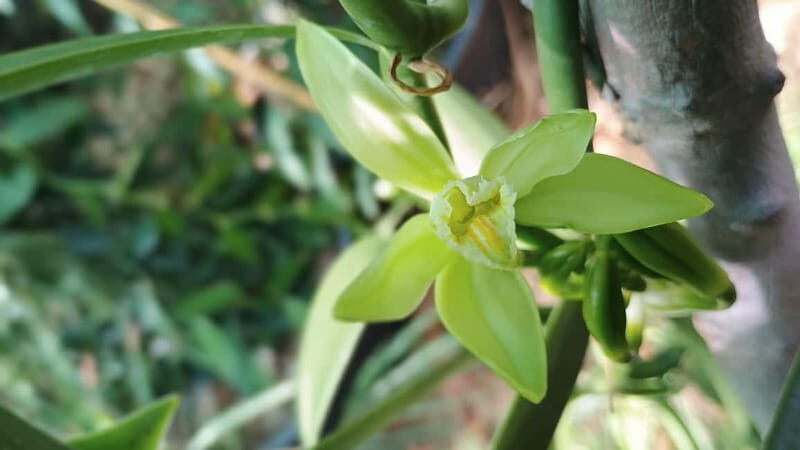 Tenerife: A tour in a food forest and a vanilla cultivation - Final Thoughts: Who Should Consider This Tour?