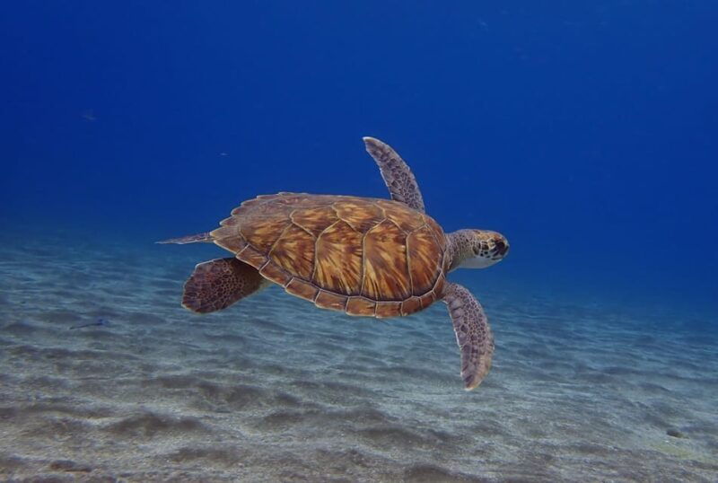 tenerife-abades-beach-beginner-diving-experience
