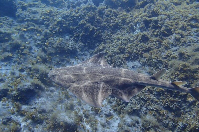 tenerife-abades-beach-beginner-diving-experience