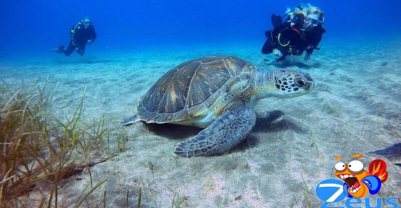 tenerife-abades-beach-beginner-diving-experience
