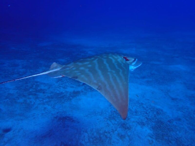 tenerife-abades-beach-beginner-diving-experience