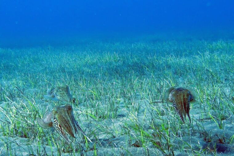 tenerife-abades-beach-beginner-diving-experience