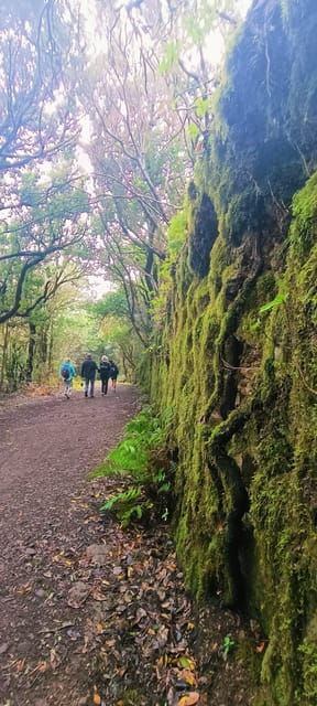 tenerife-anaga-magical-forest