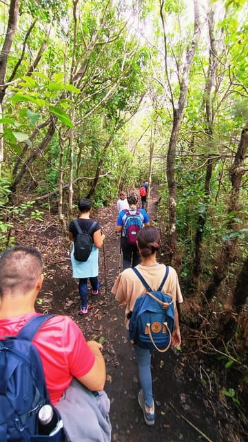 tenerife-anaga-magical-forest