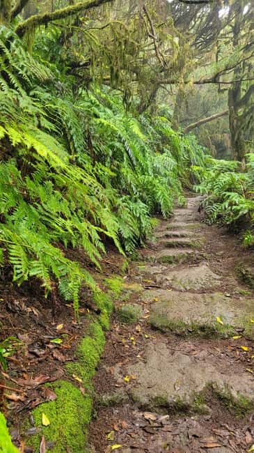 Tenerife Anaga Mountains: Circular hike in the laurel forest  small group max. 10 - A Closer Look at the Tour Experience