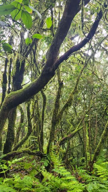 Tenerife Anaga Mountains: Circular hike in the laurel forest  small group max. 10 - Who Should Consider This Tour?