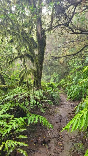 Tenerife Anaga Mountains: Circular hike in the laurel forest  small group max. 10 - Final Thoughts