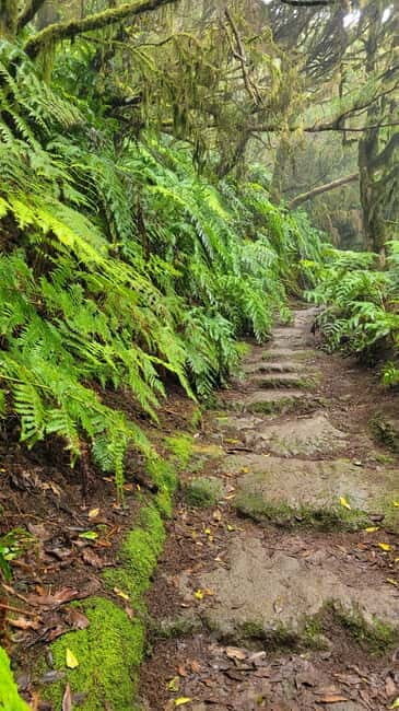 Tenerife Anaga Mountains: Circular hike in the laurel forest - Key Points