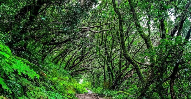 tenerife-anaga-rural-park-private-tour
