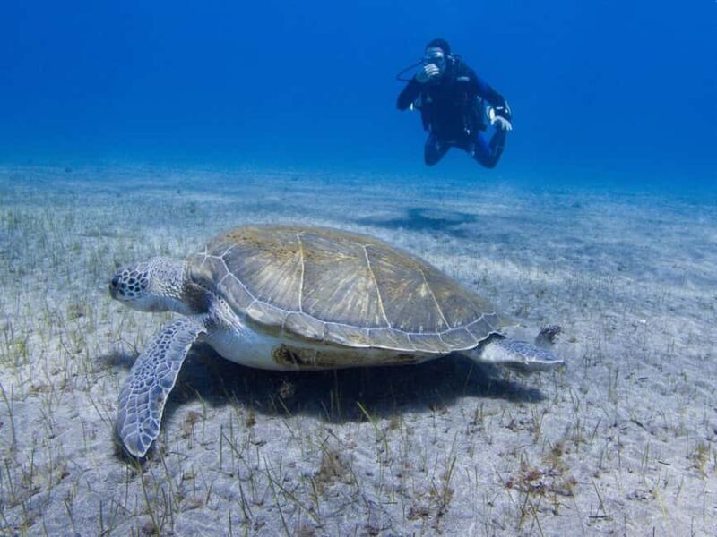 Tenerife: Beginner Scuba Dive Experience with Small Groups - Why This Tour Stands Out