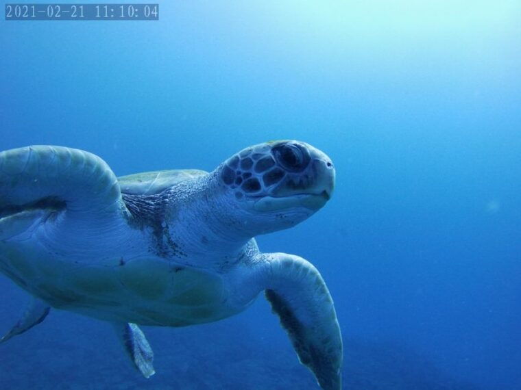 tenerife-beginners-dive-at-a-spot-with-turtle-sightings