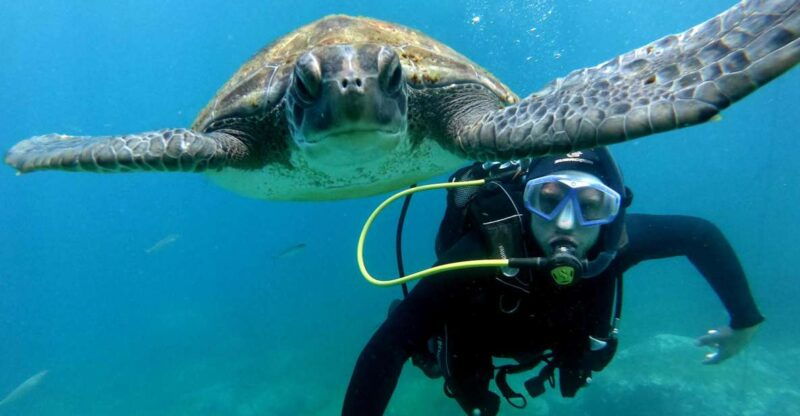 tenerife-beginners-scuba-dive-experience-in-turtle-area