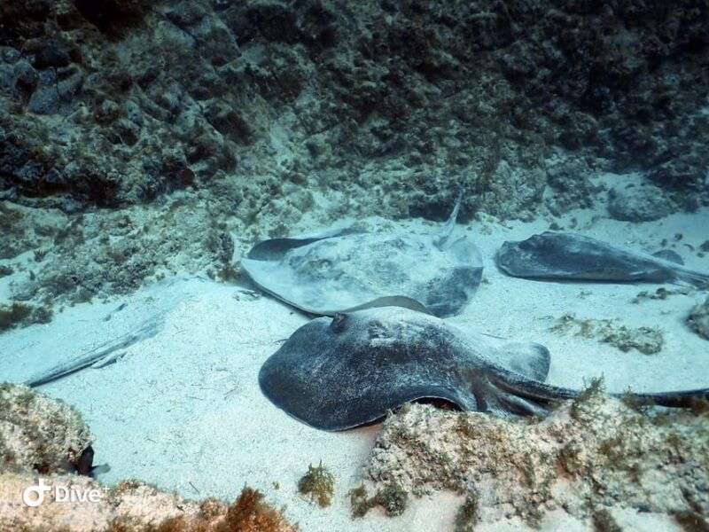 tenerife-beginners-scuba-dive-experience-in-turtle-area