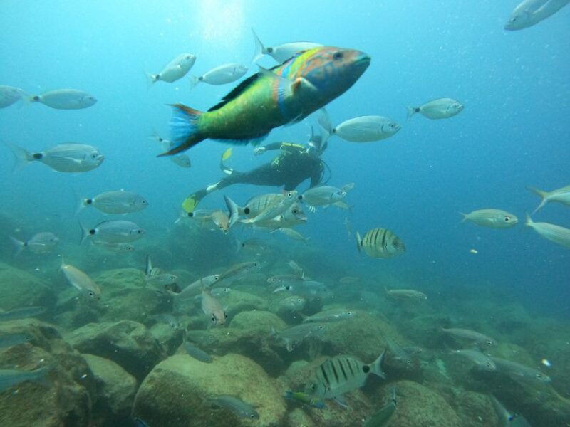 tenerife-beginners-scuba-dive-experience-in-turtle-area