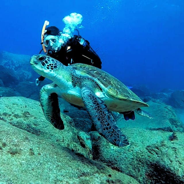 tenerife-beginners-scuba-dive-experience-in-turtle-area