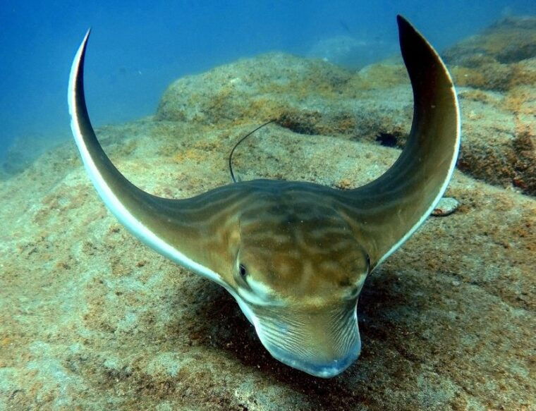 tenerife-beginners-scuba-dive-experience-in-turtle-area