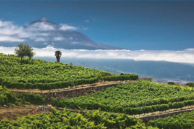 Tenerife Bodegas Monje Winery Tour with Wine and Cheese Tasting - FAQ