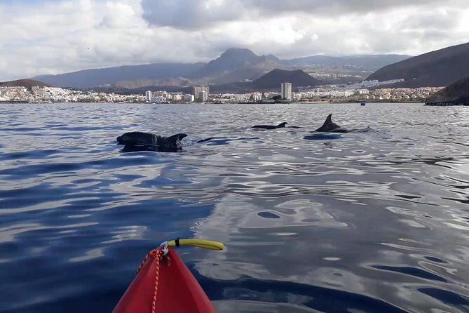 Tenerife by Kayak Adventure in small group - Final Thoughts