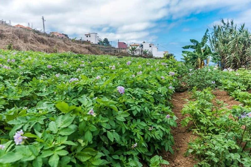 Tenerife: Canary History and Color Potatoes - An In-Depth Look at the Tenerife: Canary History and Color Potatoes Tour