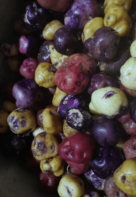tenerife-canary-history-and-color-potatoes
