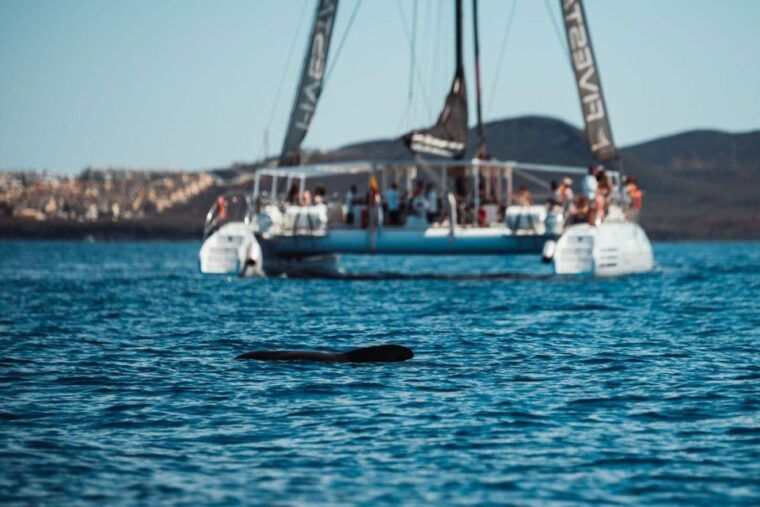 tenerife-catamaran-cruise-with-brunch-and-unlimited-drinks