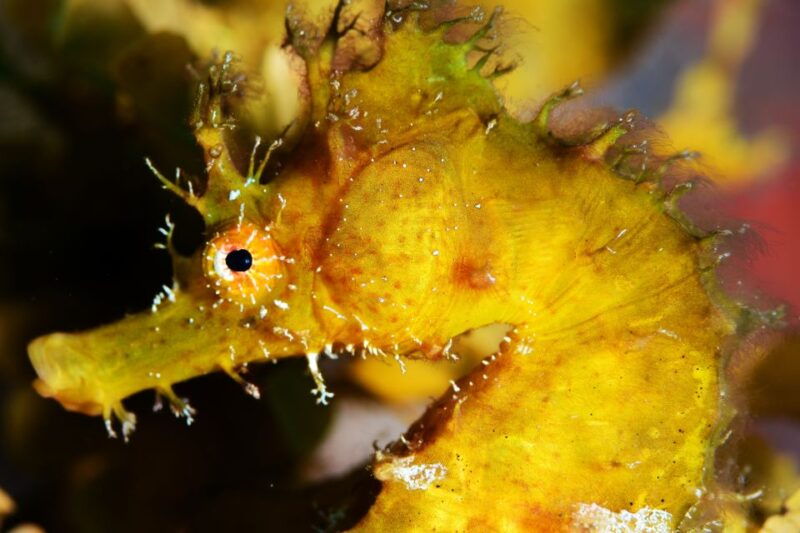 tenerife-discover-scuba-diving-with-free-photos