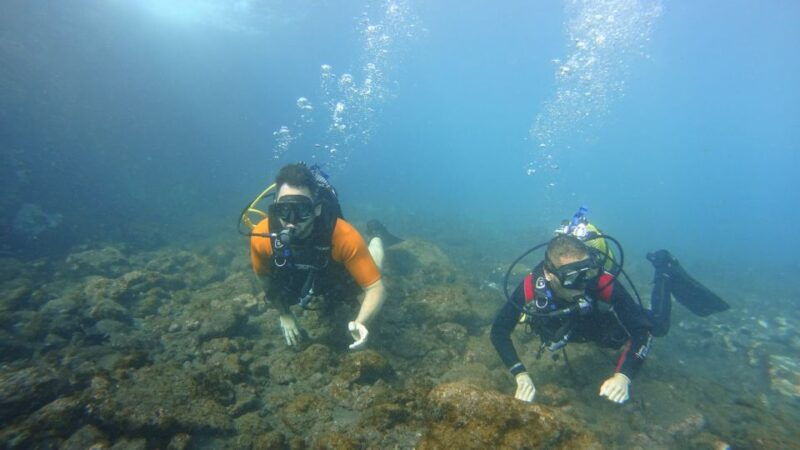tenerife-discover-scuba-diving-with-free-photos