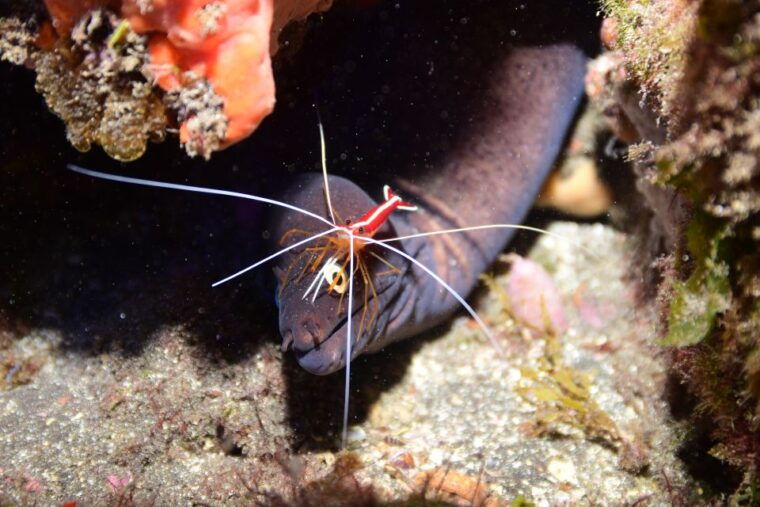 tenerife-discover-scuba-diving-with-free-photos
