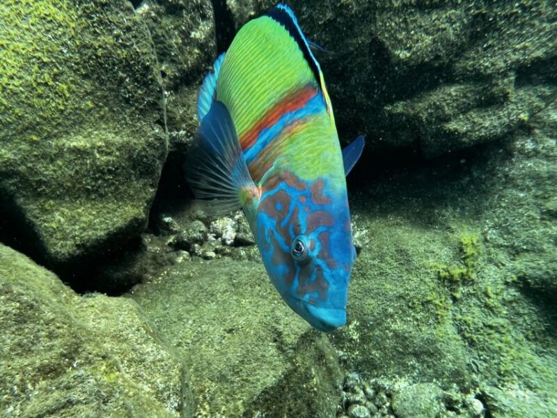 tenerife-diving-license-in-one-day